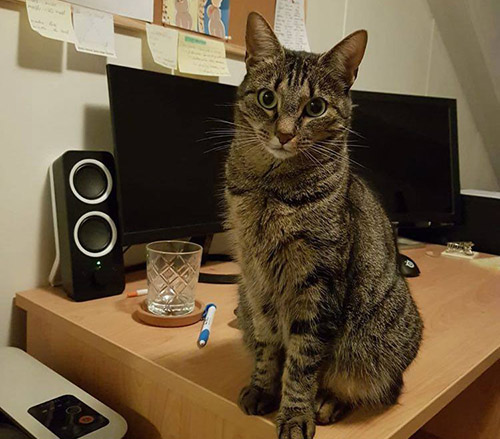 Greta is Little Tiger van de Maand!