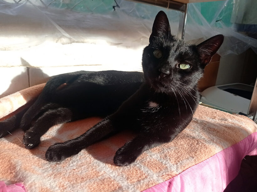 Silvestre