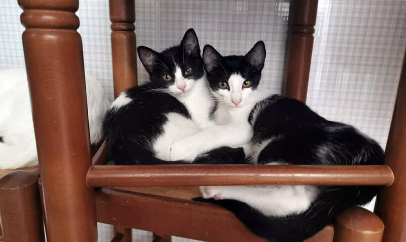 Hansel & Gretel Hansel & Gretel