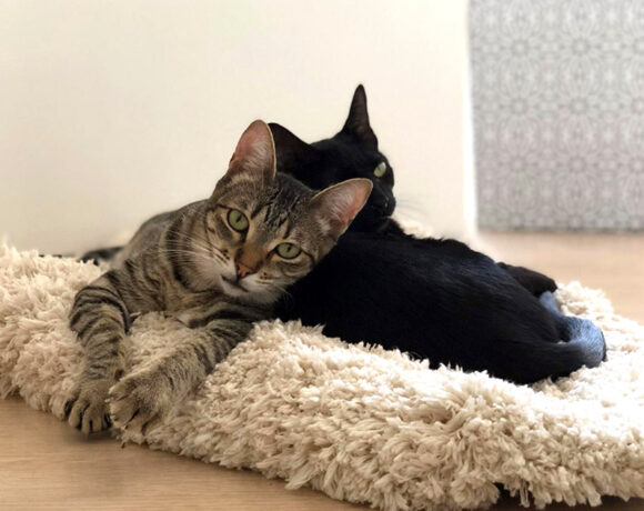 Miss Fisher & Miss Marple