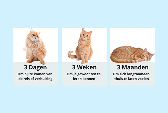 Je kat moet even wennen