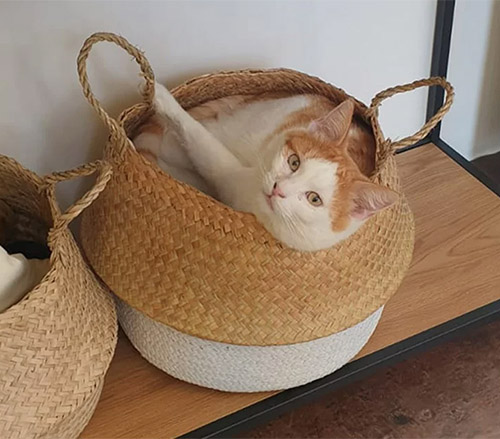 Morris is Tiger van de Maand!
