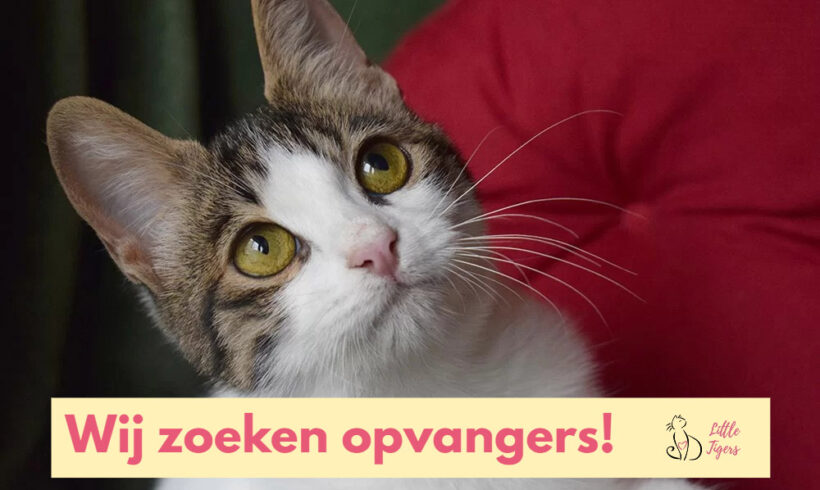 Wij zoeken opvangers!