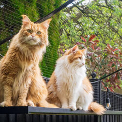 Maak je tuin of balkon veilig voor je kat