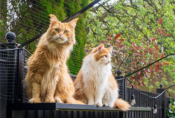 Maak je tuin of balkon veilig voor je kat