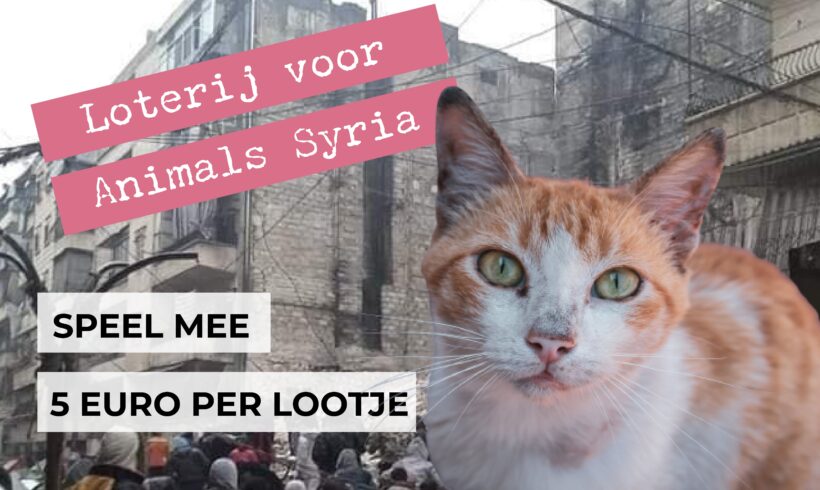 Loterij voor Animals Syria