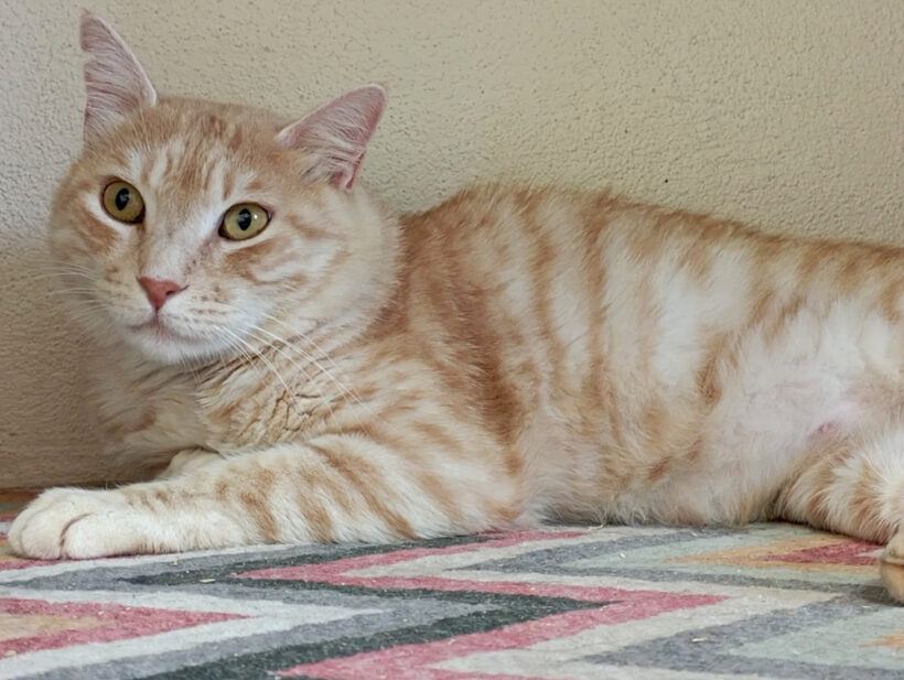 Garfield