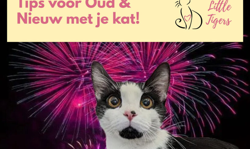 Zo help je een kat met vuurwerkangst