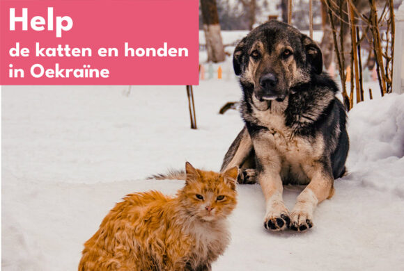 Help de katten en honden in Oekraïne