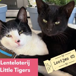 Doe mee met de Little Tigers Lenteloterij