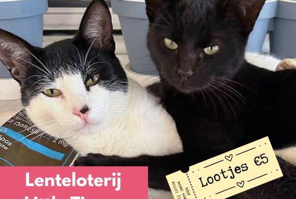 Doe mee met de Little Tigers Lenteloterij