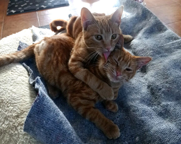 Melocoton & Clementina