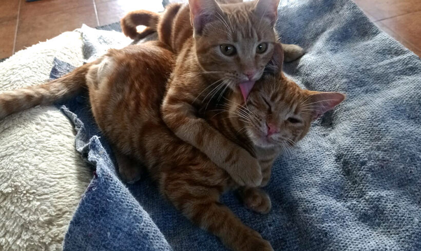 Melocoton & Clementina