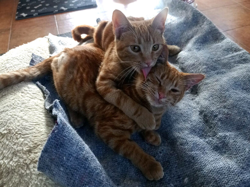 Melocoton & Clementina