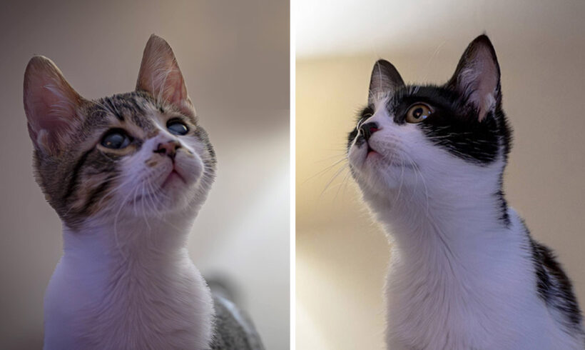 Billy & Bunny Billy & Bunny