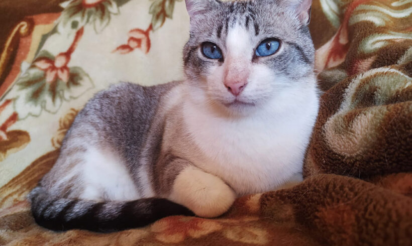 Bolita
