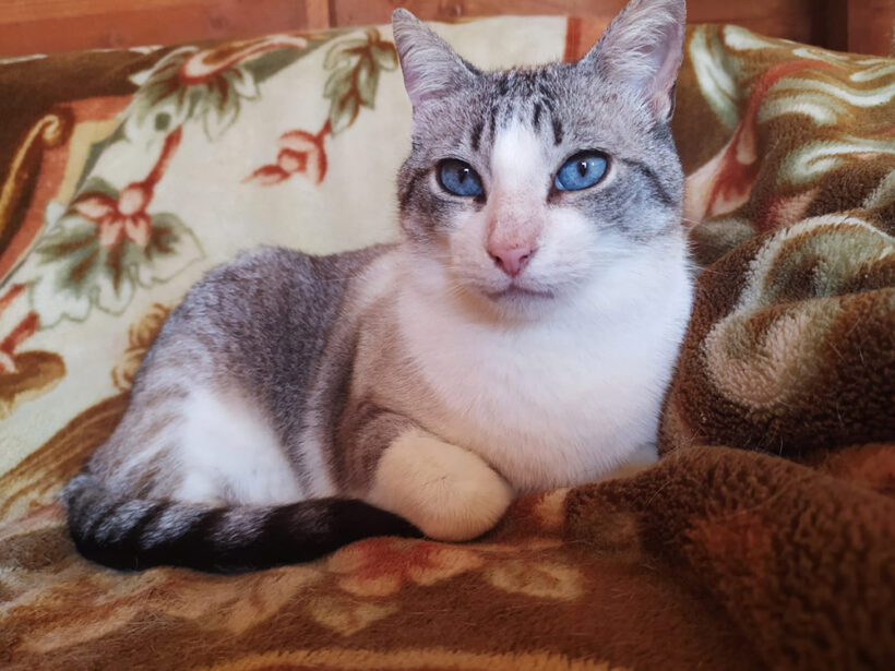 Bolita