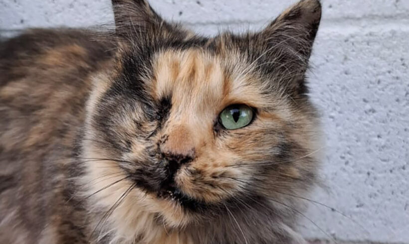 Carmela