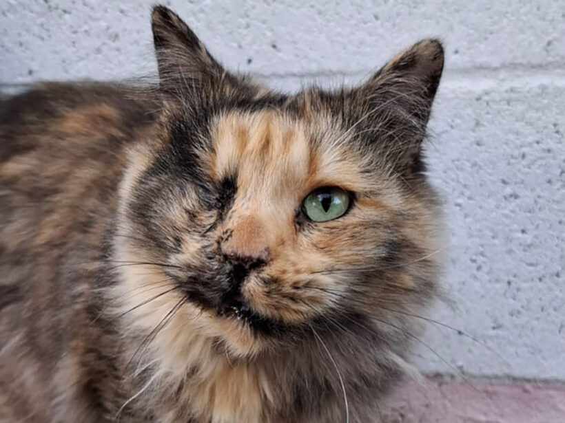 Carmela