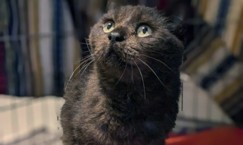 Teddy