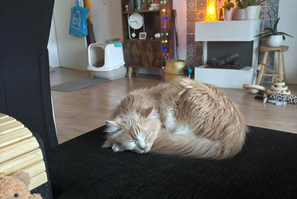 Poofy Thuis