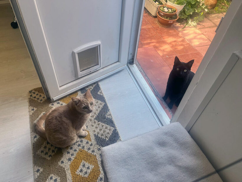 Ron & Chispita