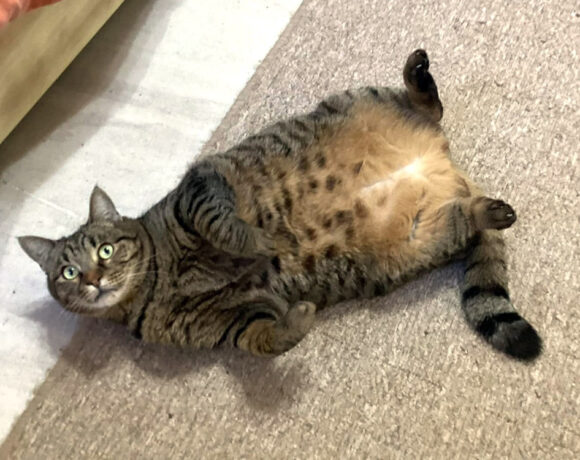 Tilly