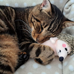 Het gouden mandje van Asteris