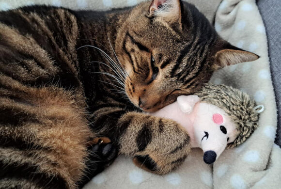 Het gouden mandje van Asteris