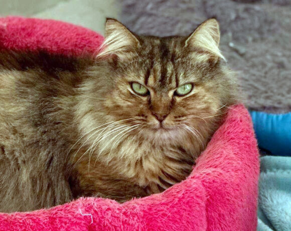 Diva