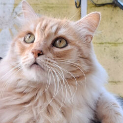 Fabio