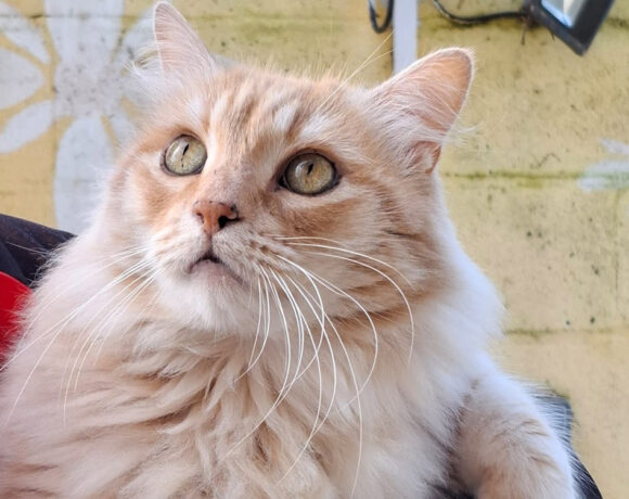 Fabio