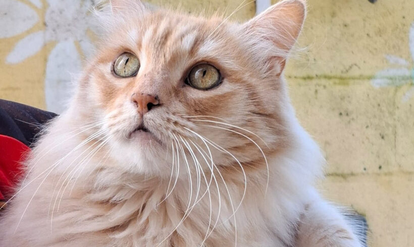 Fabio