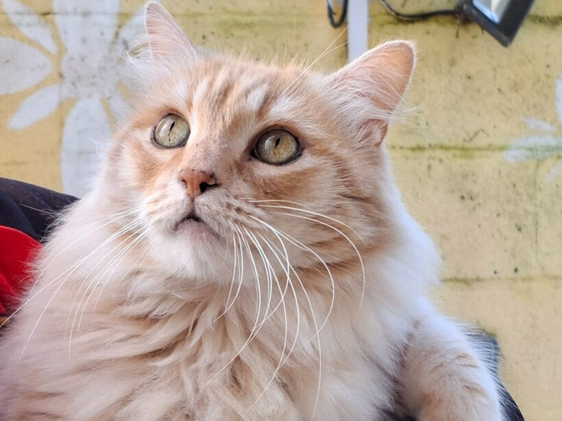 Fabio