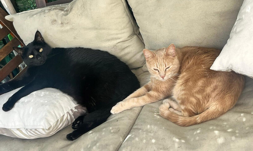 Ron & Chispita