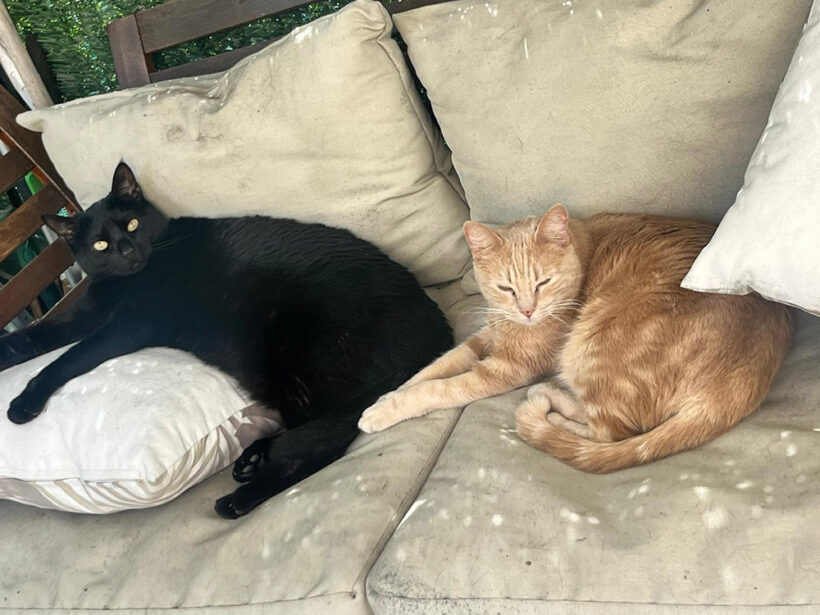 Ron & Chispita