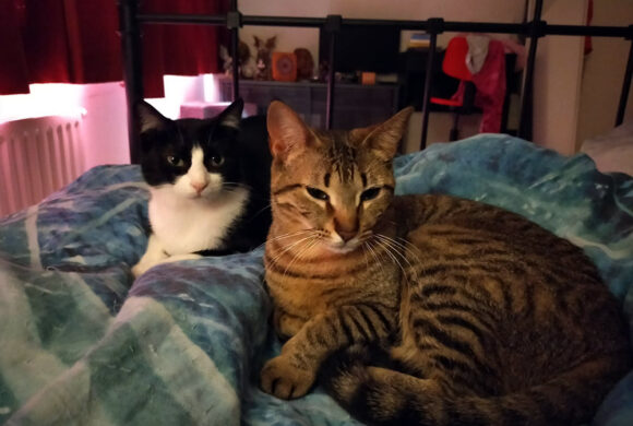 Het gouden mandje van Loulou & Popsie