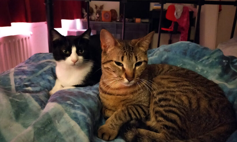 Het gouden mandje van Loulou & Popsie Het gouden mandje van Loulou & Popsie