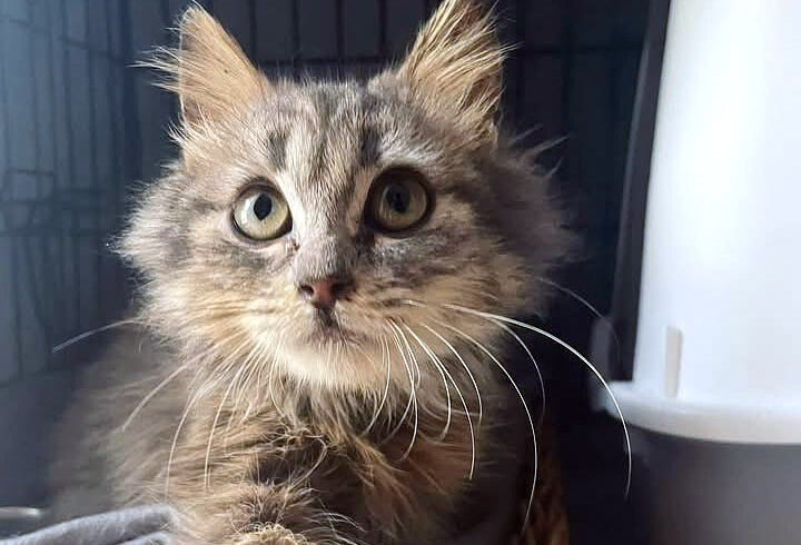 Phoebe