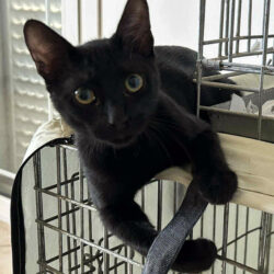 Binx