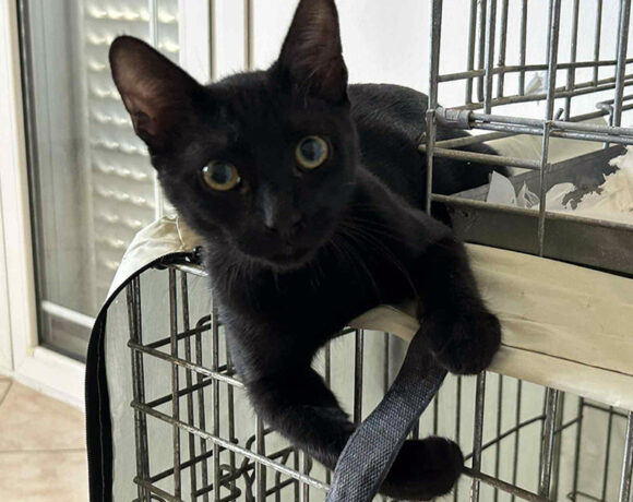 Binx