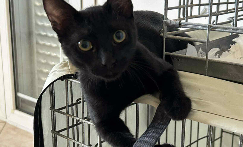 Binx