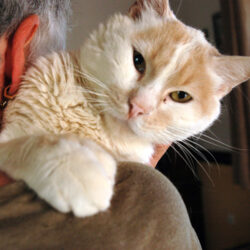 TomCat
