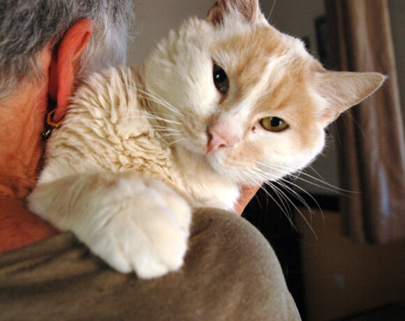 TomCat