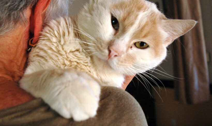 TomCat
