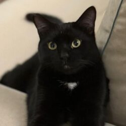 Odin