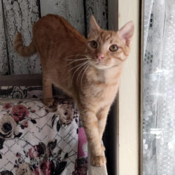 Romeo