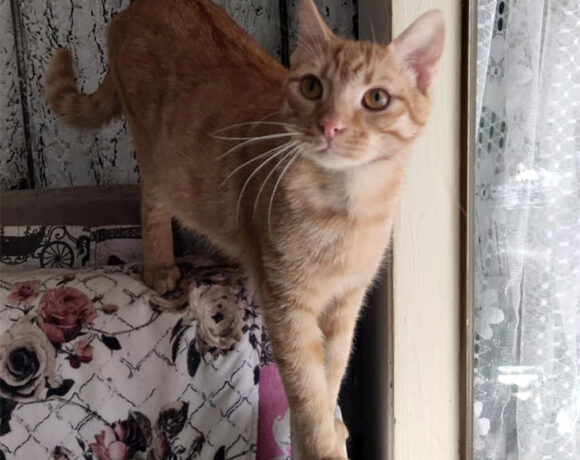 Romeo