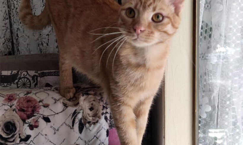 Romeo