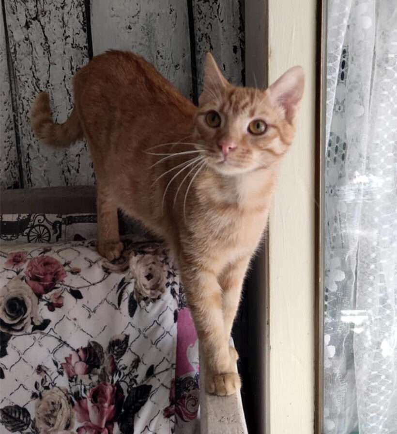 Romeo